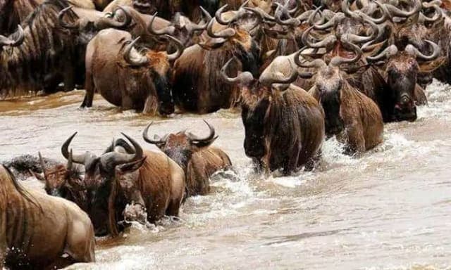 3-Day Masai Mara Joining Safari July - October Daily Departures