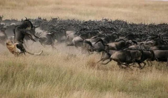 3-Day Maasai Mara Wildebeest Joining Experience Best Value - Jambo Mara Lodge