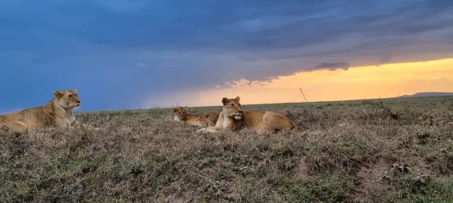 5-Day Days Masai Mara and Lake Nakuru Tour
