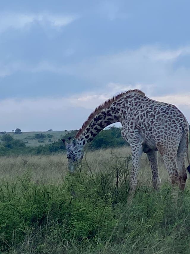 7-Day Nairobi/Aberdares/Nakuru/Naivasha/Maasai Mara Road Safari