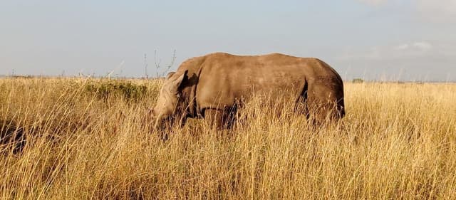 5-Day Amboseli with Tsavo East and West National Parks
