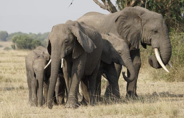 13-Day Uganda Wildlife and Gorilla Trekking Safari