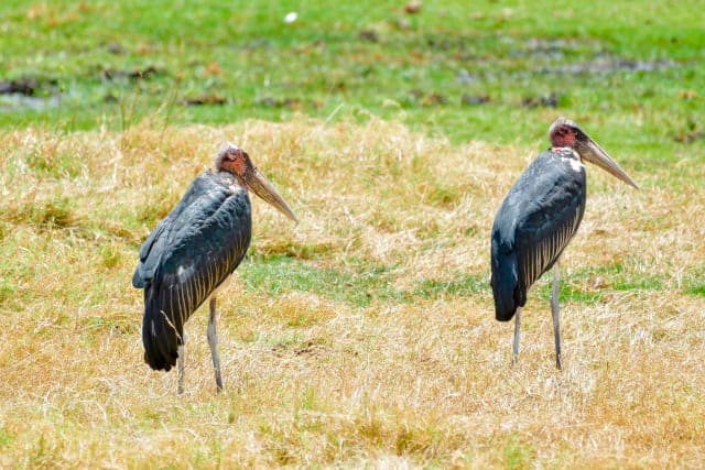 2-Day TARANGIRE AND NGORONGORO CRATER SAFARI