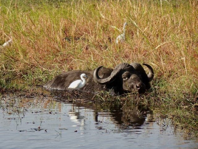 4-Day 3 Nights Kazikini wildlife safari ; Okavango Delta fringes