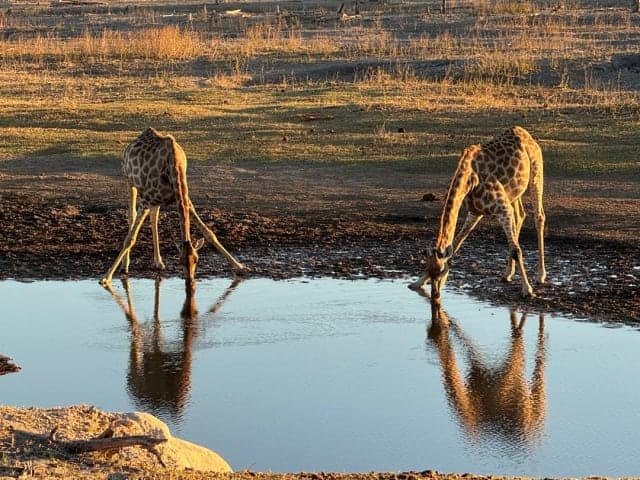 4-Day Moremi Game Reserve