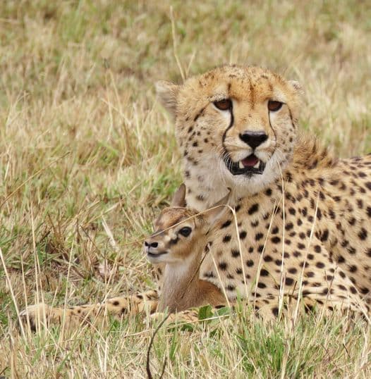 10-Day Big-5 Camping Safari & Cultural Tourism