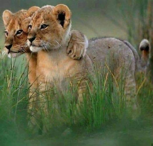 8-Day Great Migration Safari