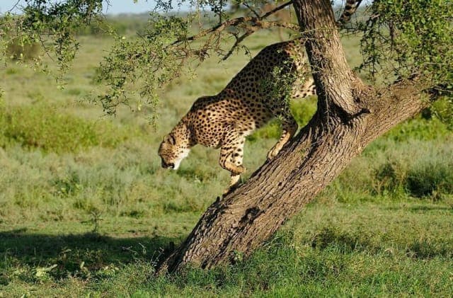 4-Day 4 Days / 3 Nights Fly-In Serengeti Safari