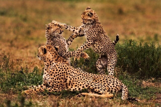 12-Day Premium Luxury Safari & Beach Holiday – Tanzania