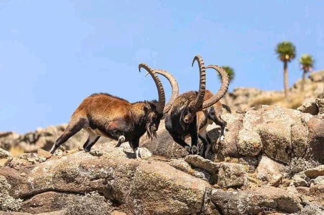 3-Day Simien Mountains and Gondar Tour with Flights