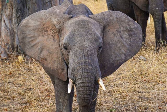 5-Day GREAT MIGRATION AT MARA RIVER CROSSING
