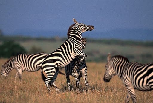 5-Day Luxury Tanzania Safari