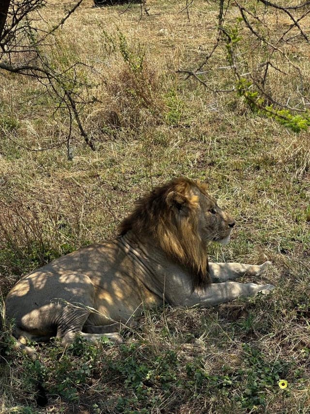 11-Day Tarangire, Manyara, Serengeti & Ngorongoro Safari + Zanzibar Beach Holiday