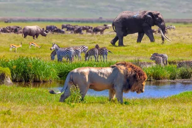 5-Day Endless Discovery the Ultimate Safari Adventure