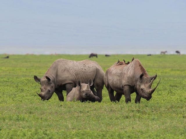 8-Day Day Budget Safari into the Wild Northern Circuit