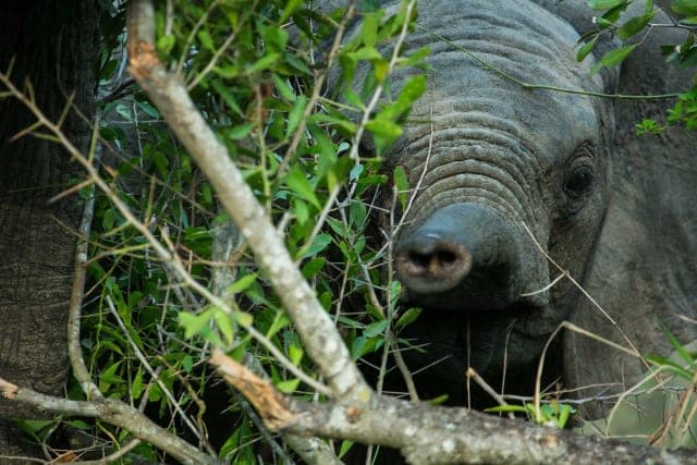 6-Day Kruger National Park - Victoria Falls Mid-Range Safari