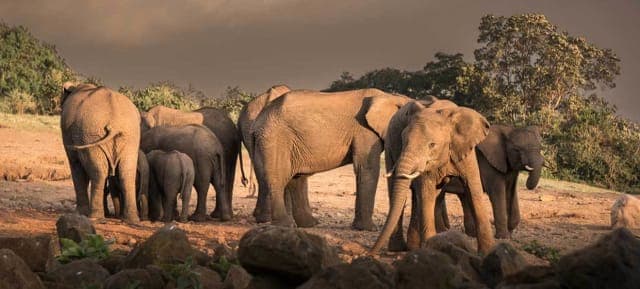 7-Day WILDLIFE ESCAPADE