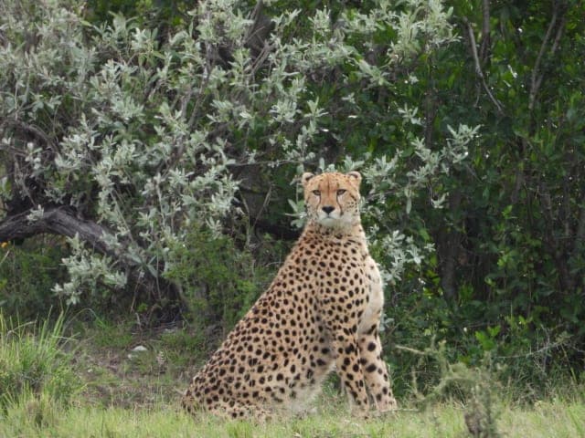 7-Day Masai Mara, Lake Nakuru, Lake Naivasha & Amboseli National Hotel