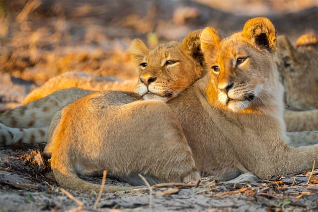 6-Day Ultimate Northern Tanzania Wildlife Safari