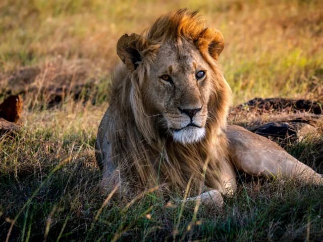 4-Day Maasai Mara & Lake Nakuru National Park