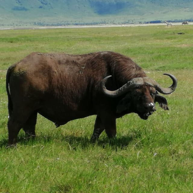 3-Day Masai Mara