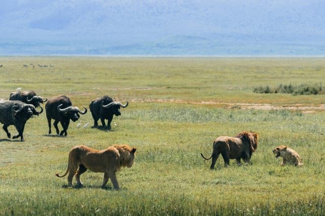3-Day the Ultimate Big Five Experience