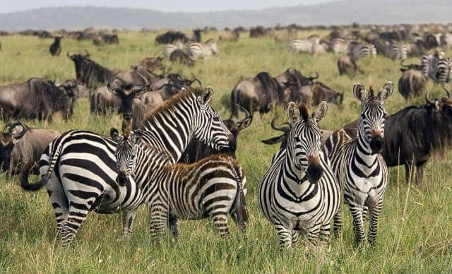 4-Day 4-Day Private Safari to Tarangire Serengeti & Ngorongoro