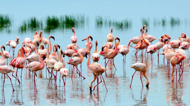 7-Day Mid-Range Kenya Safari