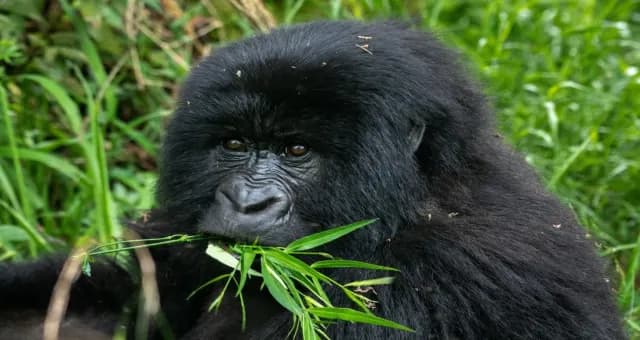 4-Day Rwanda Gorilla Trekking and City Adventure