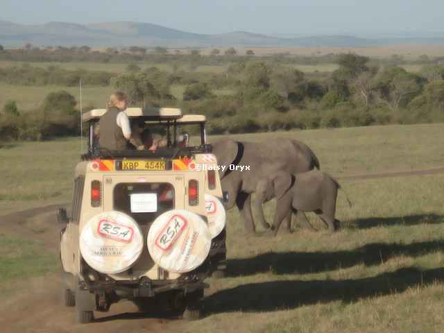 7-Day Highlight of Kenya Urban & Bush Safari