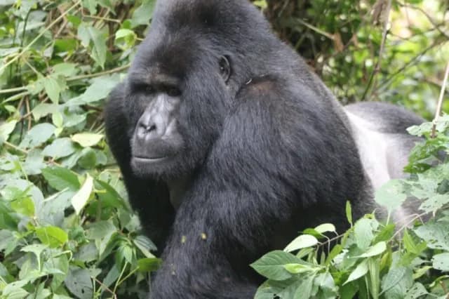 14-Day Thrilling Safari
