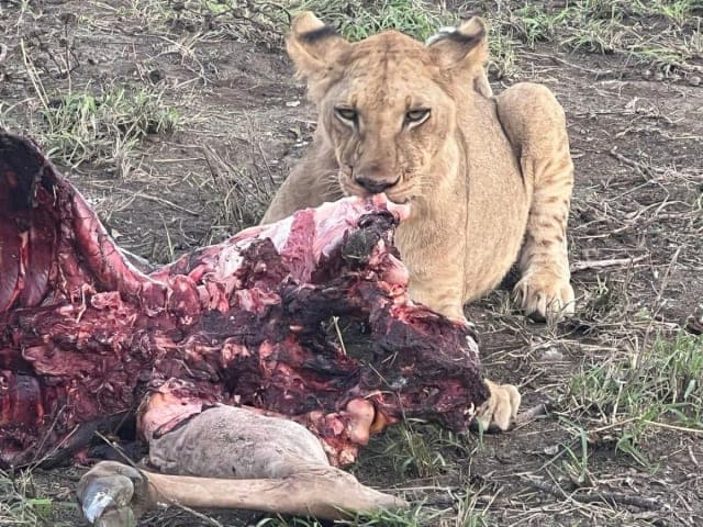 3-Day Mikumi National Park Guided Safari