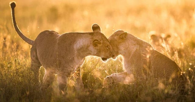 14-Day Family Safari & Zanzibar Beach Escape