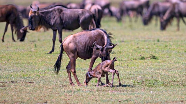 8-Day Calving Season Safari
