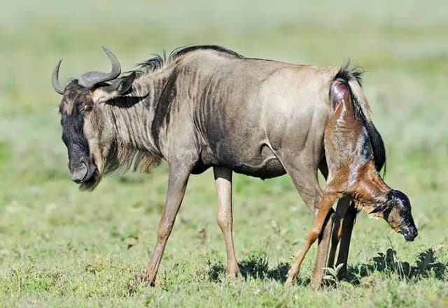 7-Day Best Value Ndutu Calving Migration Safari (Dec-Mar)