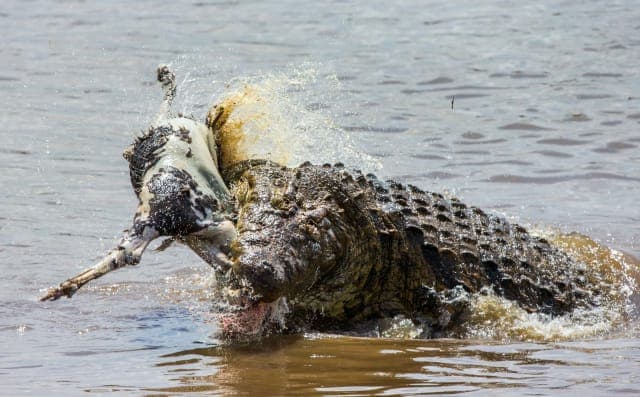 4-Day Fly-in & out Safari from Zanzibar