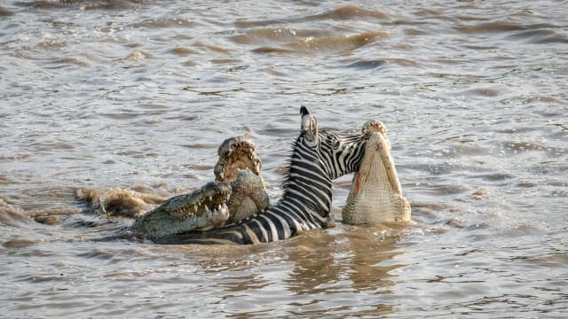 6-Day In the Wild – A Budget Safari Across Tanzania’s Icons