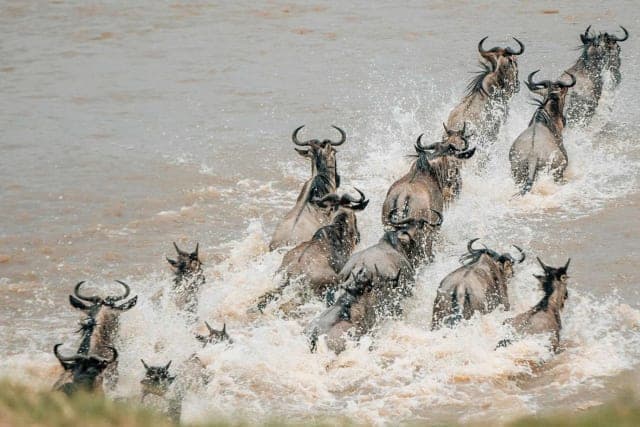8-Day Serengeti Wildebeest Migration Safari