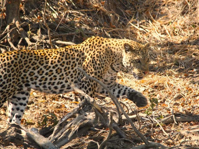 6-Day Kafue National Park