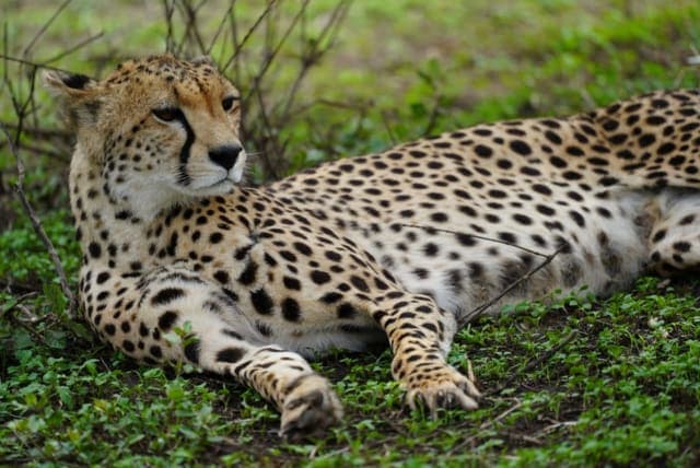 8-Day Best of the Northern Tanzania Luxury Lodge Safari Experience
