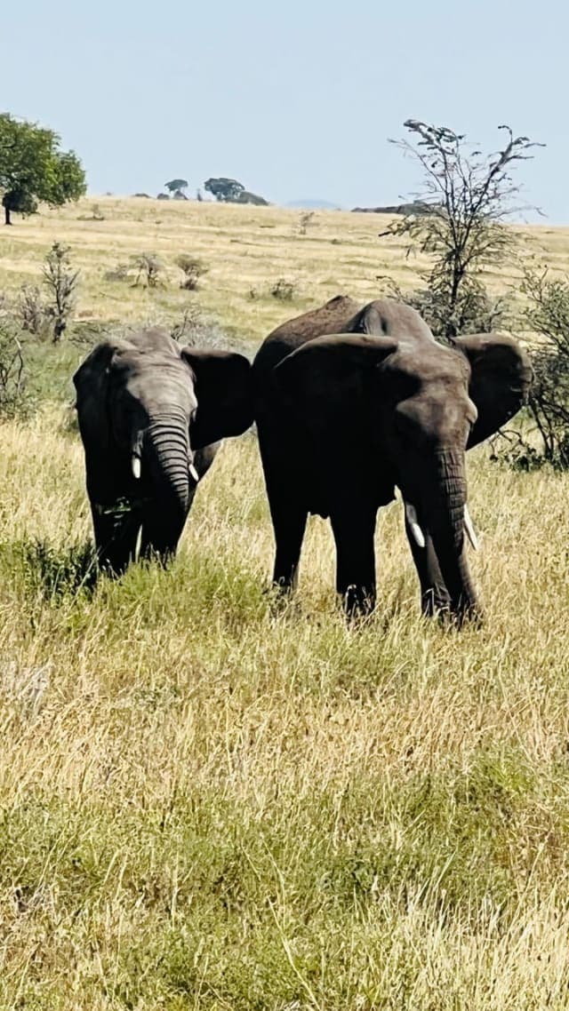 3-Day Classic Serengeti Safari Adventure