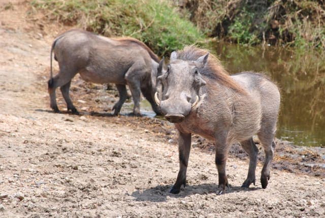 4-Day Tarangire National Park, Serengeti National Park & Ngorongoro Crater on Budget