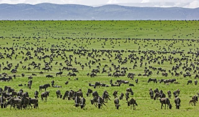 3-Day Midrange Safari Adventure