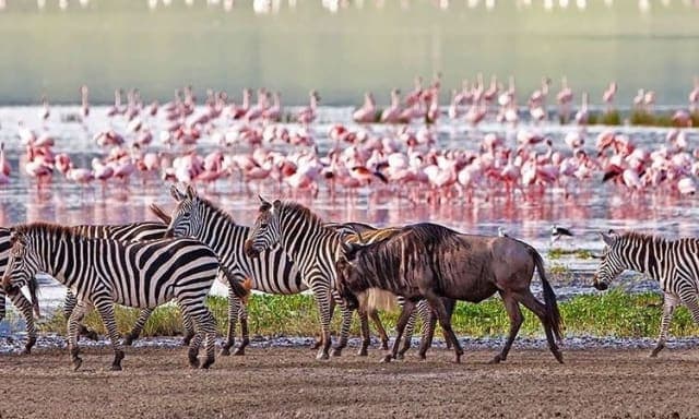7-Day Tanzania Wildlife Adventure Camping Safari