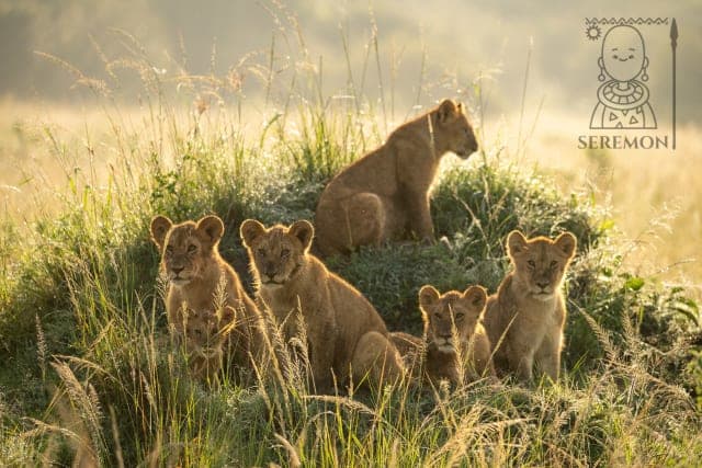 3-Day Last Minute Maasai Mara Migration Special