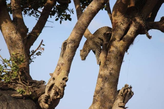 1-Day Tarangire national park day trip from Arusha