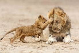 10-Day 10 Days Midrange Tanzania Family Safari and Zanzibar Beach