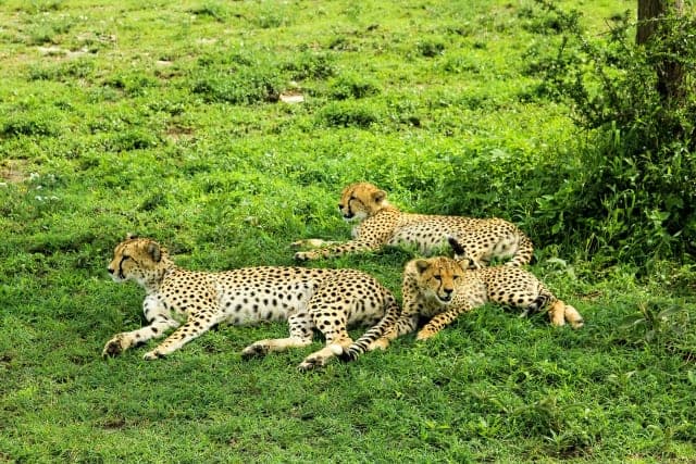 2-Day Fly-In Safari Escape | Tarangire & Ngorongoro Crater