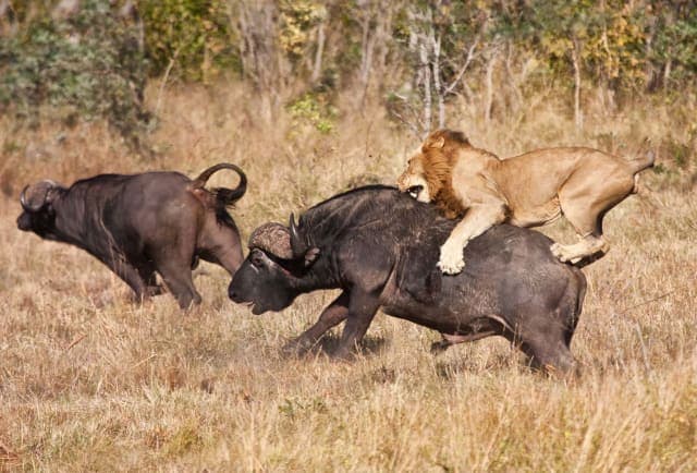 4-Day Private Tanzania Northern Circuit Safari | Fly to Zanzibar