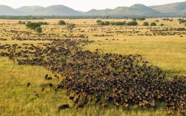 3-Day Tanzania Serengeti Fly-In Safari